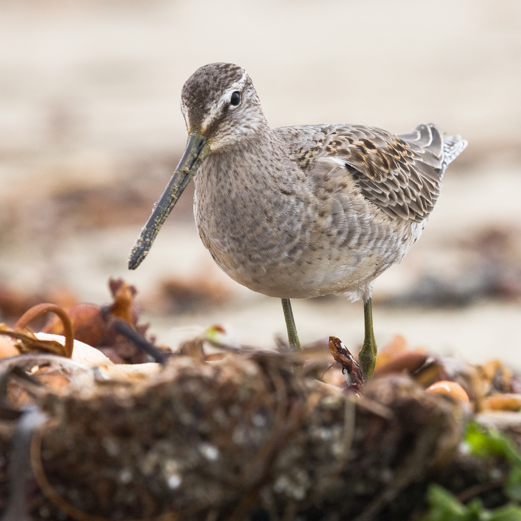 limnodromus semipalmatus