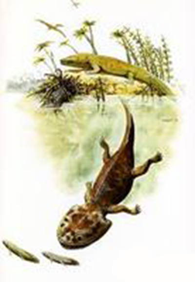 koolasuchus