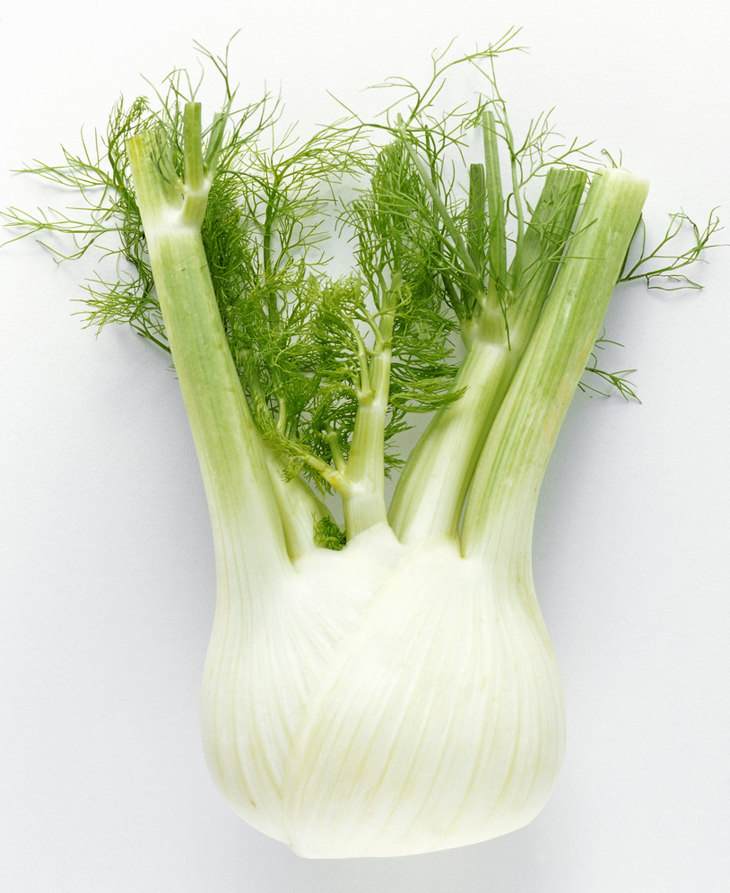 florence fennel