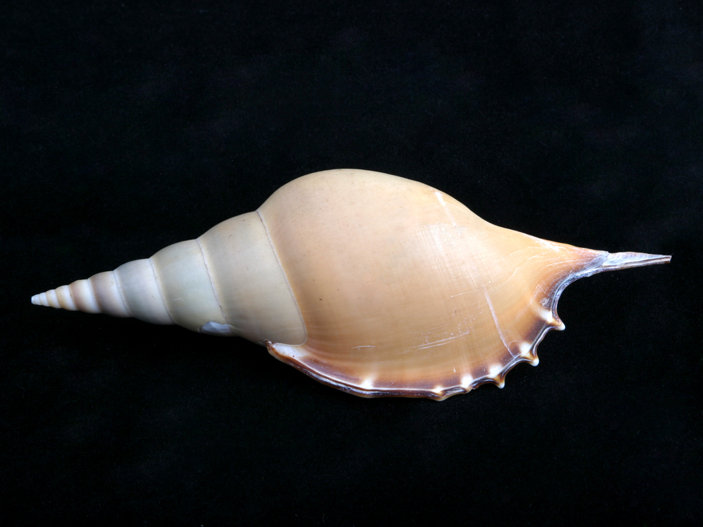  p>长鼻螺(学名: i>tibia fusus /i>): a href="#" data-lemmaid="