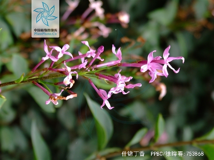 p>什锦丁香(学名 i>syringa/i i>chinensis/i willd.
