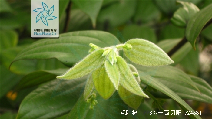  p>毛叶樟(学名: i>cinnamomum mollifolium /i> h. w.