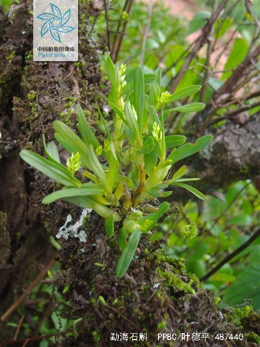  p>勐海石斛(学名: i>dendrobium minutiflorum /i>  s. c.