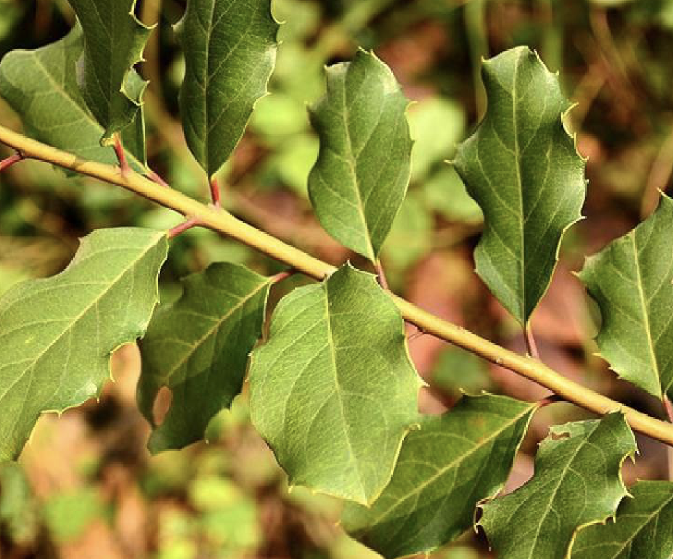  p>冬青叶鼠刺(学名: i>itea ilicifolia /i> oliv.