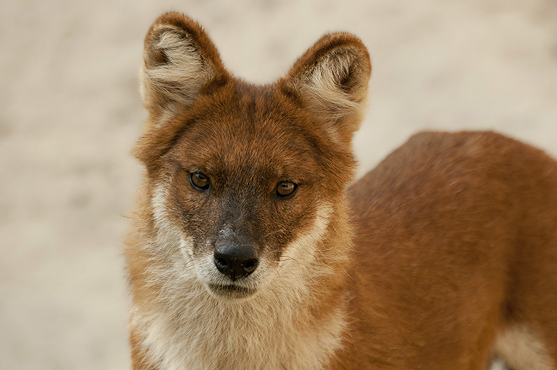  p>中国豺(学名: i>cuon alpinus lepturus /i>):是豺的 a href="#"