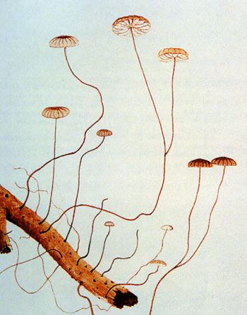  p>安络小皮伞(学名:marasmiellus androsaceus(l.:fr.)fr.