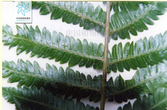  p>阴生桫椤(学名: i>alsophila latebrosa /i>),为真蕨目 a href="#"