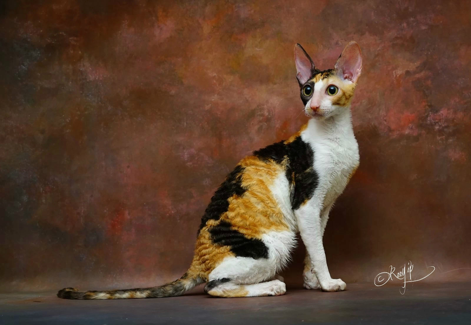  p>柯尼斯卷毛猫(cornish rex),是源出于 a href="#" data-lemmaid="