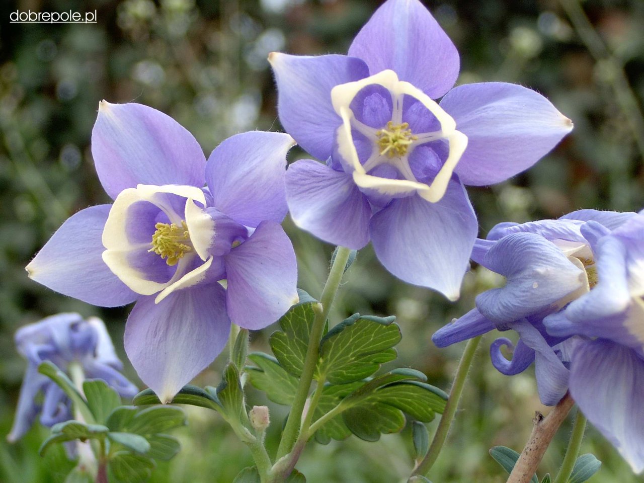  p>薄腺毛草(学名:byblis lamellata),一般直接称作彩虹草,为 a