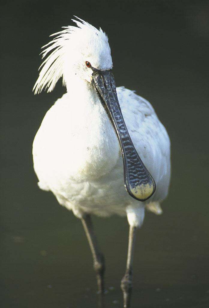  p>鹮科(学名: i>threskiorothidae /i>)是鹈形目的一科,朱鹭科.