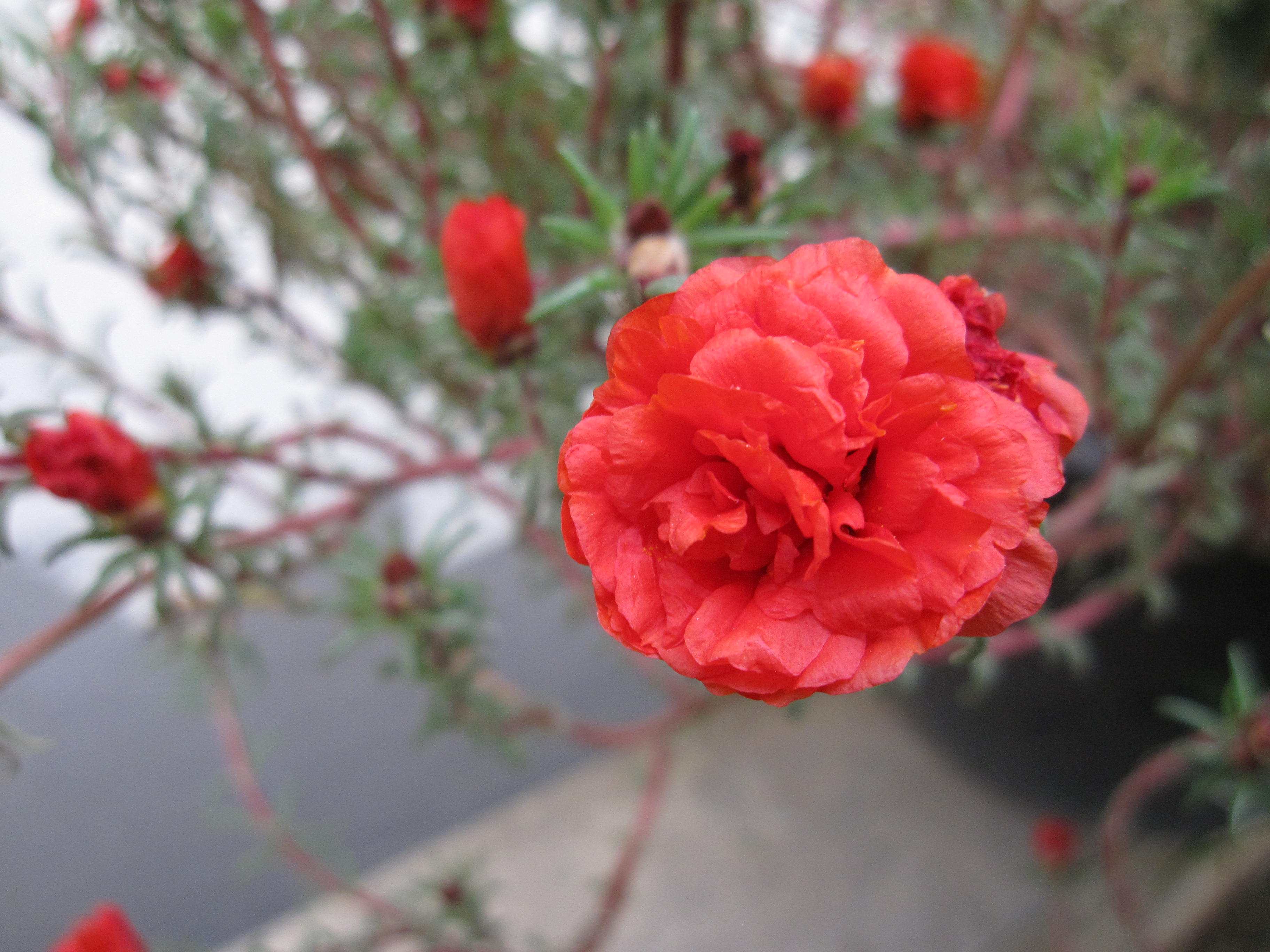  p>大花马齿苋(学名: i>portulaca grandiflora /i>  hook.