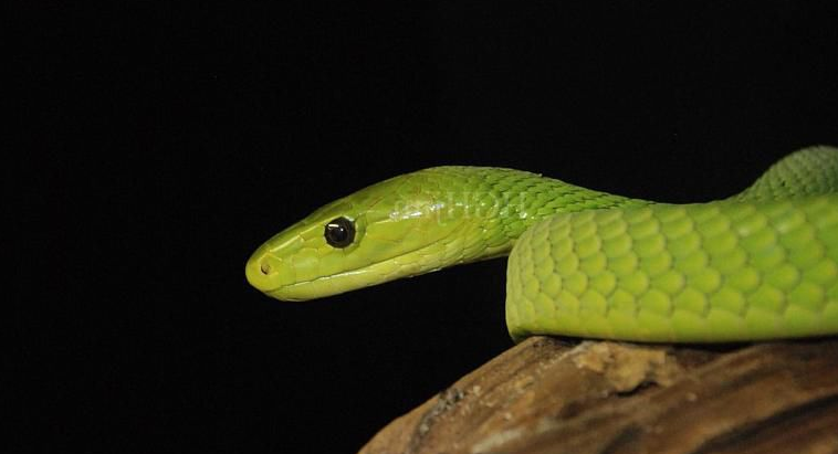 东部绿曼巴蛇