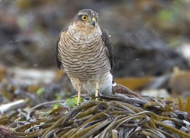  p>雀鹰(学名: i>accipiter nisus /i>)属小型 a target="_blank"