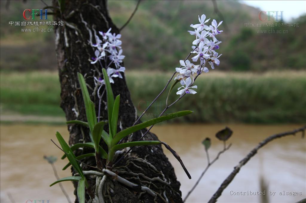  p>小蓝万代兰(拉丁学名: i>vanda coerulescens /i> griff b> i>.