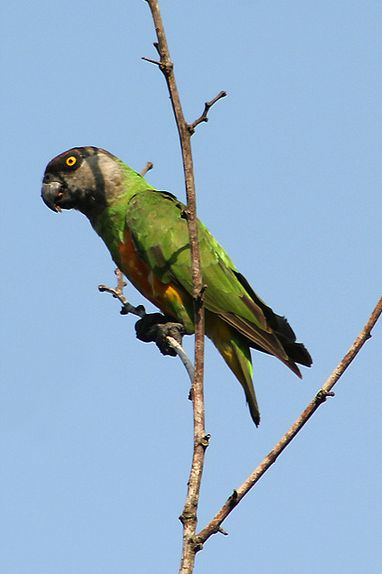  p>塞内加尔鹦鹉(学名:poicephalus senegalus)是典型的 a href="#"