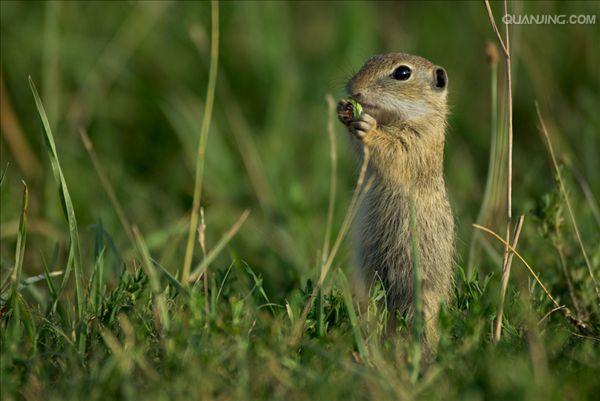 的一种地栖 a href="#" data-lemmaid="6334061">啮齿类 /a>哺乳动物