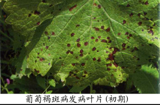  p>葡萄褐斑病又称葡萄斑点病,褐点病,叶斑病和角斑病等,是由葡萄假尾