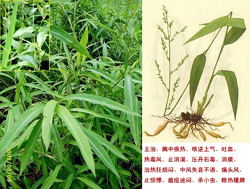 phyllostachys glauca var.glauca