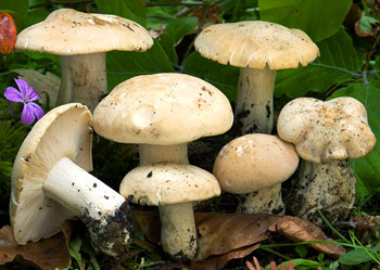  p>香杏丽蘑又称虎皮香杏,黄皮口蘑,香杏蘑.