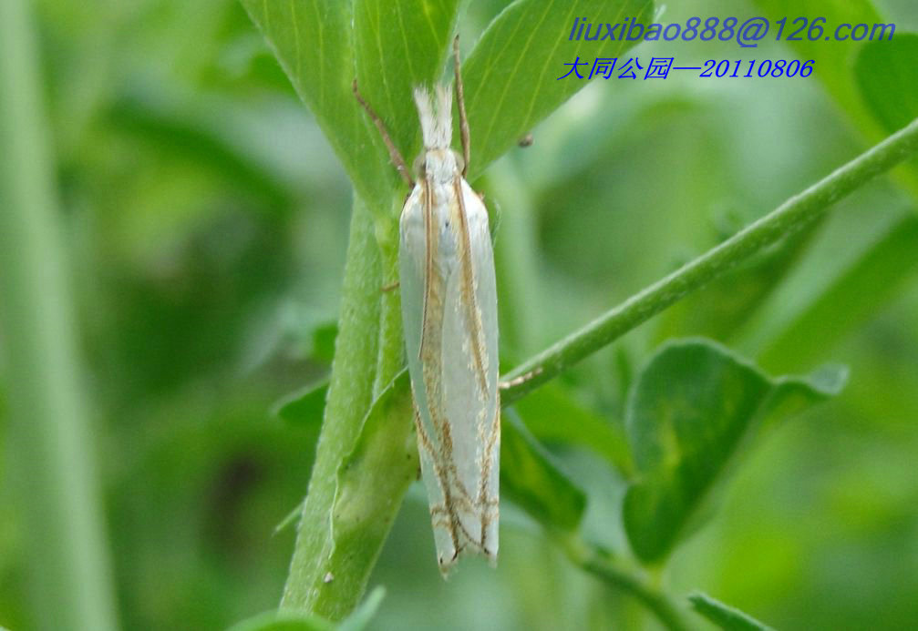 macrosiphum rosirvorum zhang