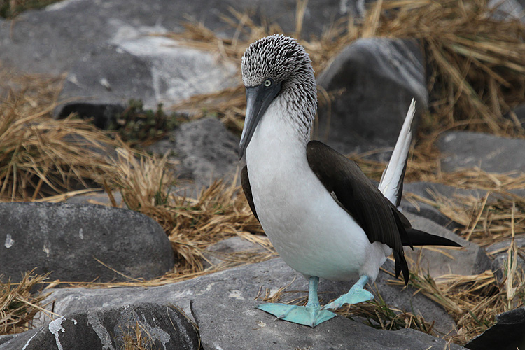 blue-footed booby