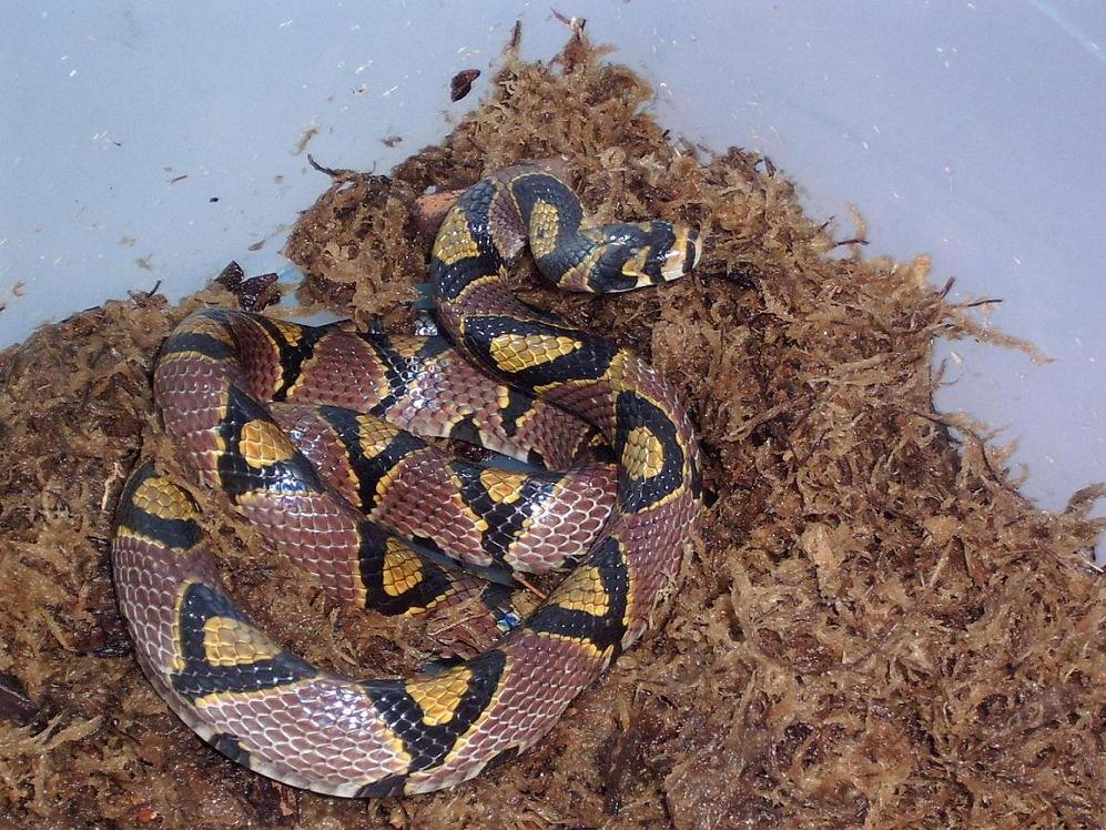  p>玉斑锦蛇属于游蛇科,别名 a href="#" data-lemmaid="15418498">