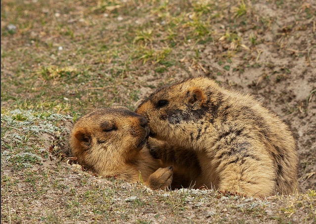  p>喜马拉雅旱獭(学名: i>marmota himalayana /i>)别名哈拉, a href=