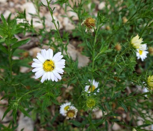 是菊科,马兰属多年生 a target="_blank" href="/item/草本/541696"