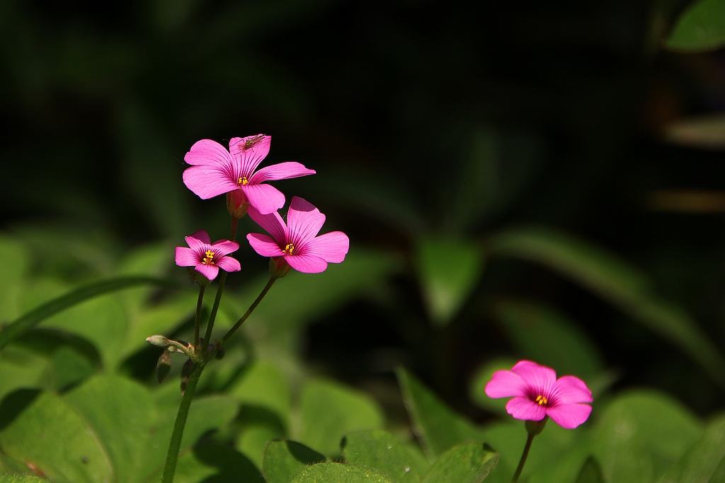  p data-id="tboy0vd27r2r">小花荵,是花荵科花荵属多年生草本植物.