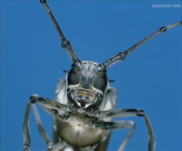  /a>昆虫的总称, a target="_blank" href="/item/咀嚼式口器/737985"