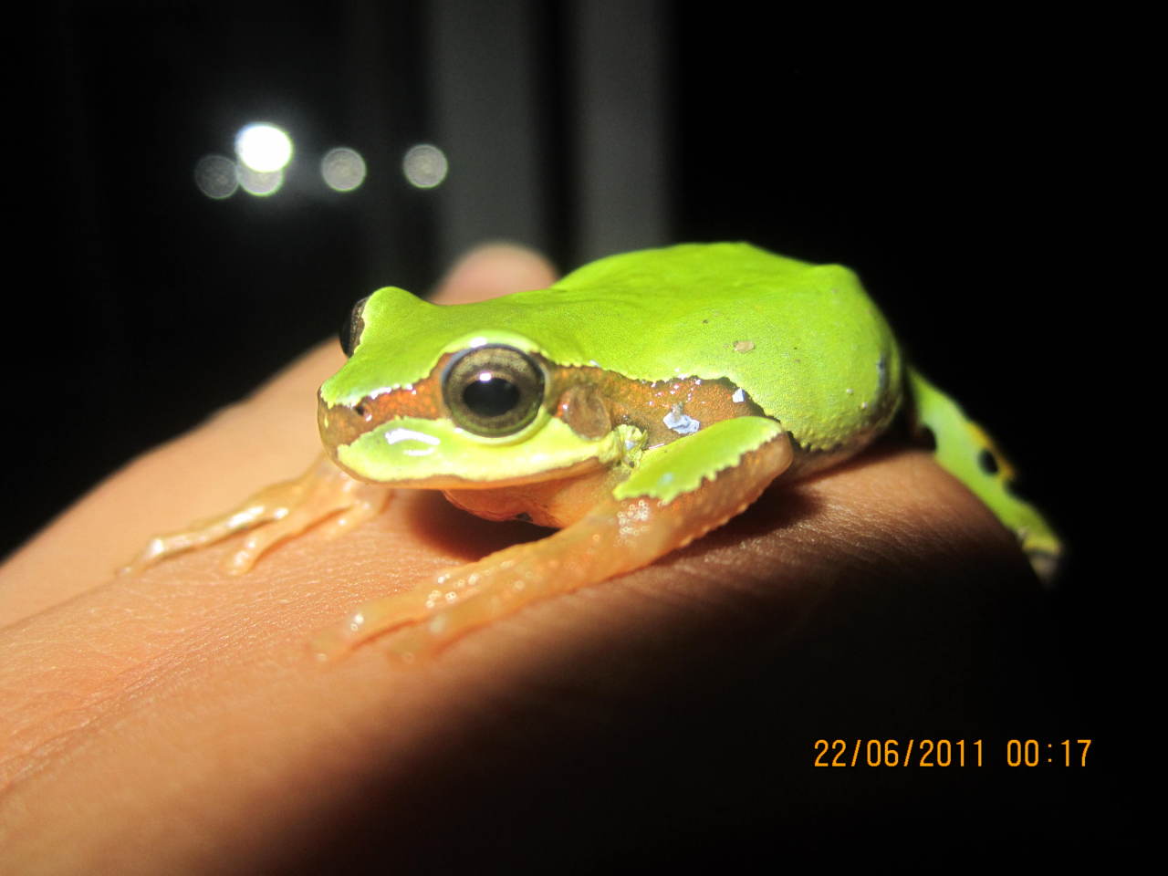  p>雨蛙科(hylidae):无尾目的一科.