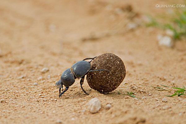 dung beetle