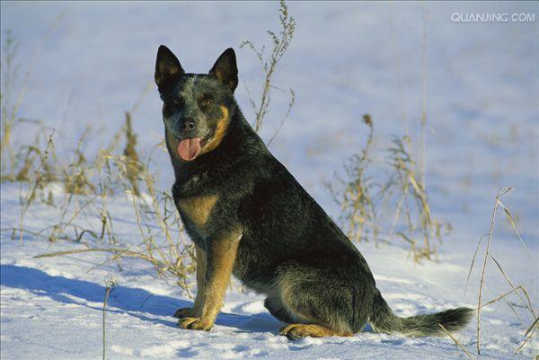 澳洲牧牛犬
