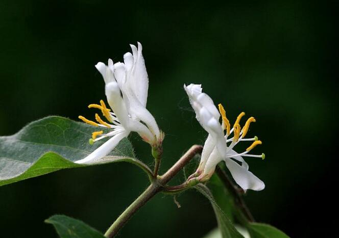  p>异毛忍冬是 a target="_blank" href="/item/大花忍冬/5230682"