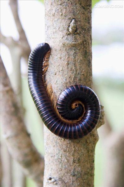(millipede)也叫 a target="_blank" href="/item/千足虫/2142628"