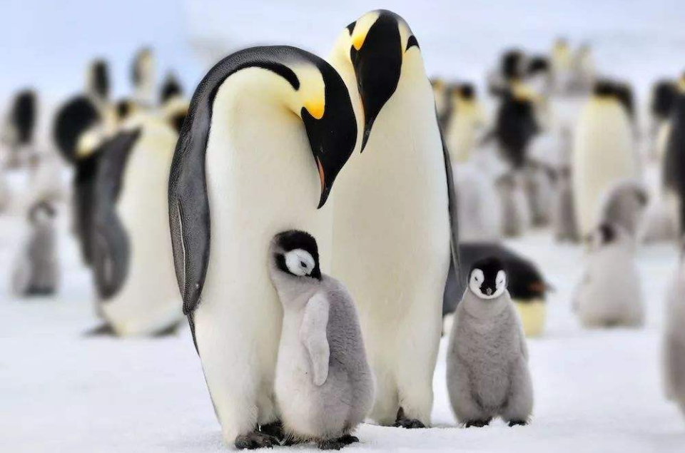  p data-id="gnsqdxvtmd">帝企鹅(学名: i>aptenodytes forsteri /i>)