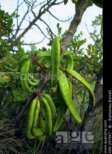  p data-id="gnbqal6rd2">树豆原产印度,分布