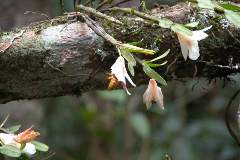  p>华石斛(学名: i>dendrobium sinense /i>  t. tang et f. t.