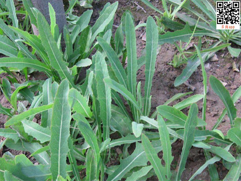  p>长裂苦苣菜(学名: b>sonchus /b>  b>brachyotus /b> dc.