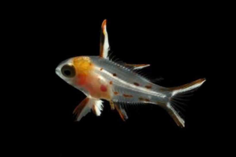 透明鱼