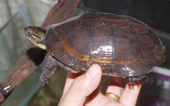  p>国龟是指所有生活在华夏大地上的 a target="