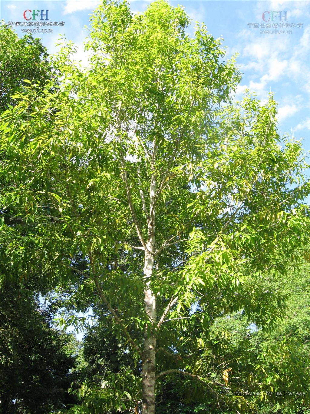 l. mo)是龙脑香科青梅属植物,乔木,树高约20米.