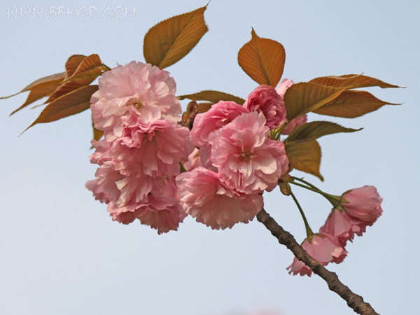  p>樱花(学名: i>cerasus   /i>sp.