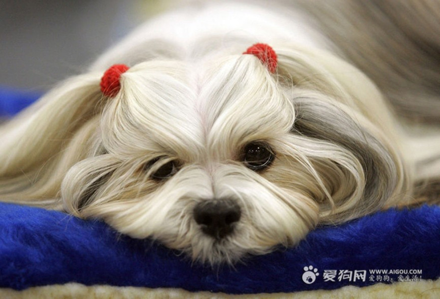 apso),常用名: a href="#" data-lemmaid="9994602">拉萨狮子狗 /a>