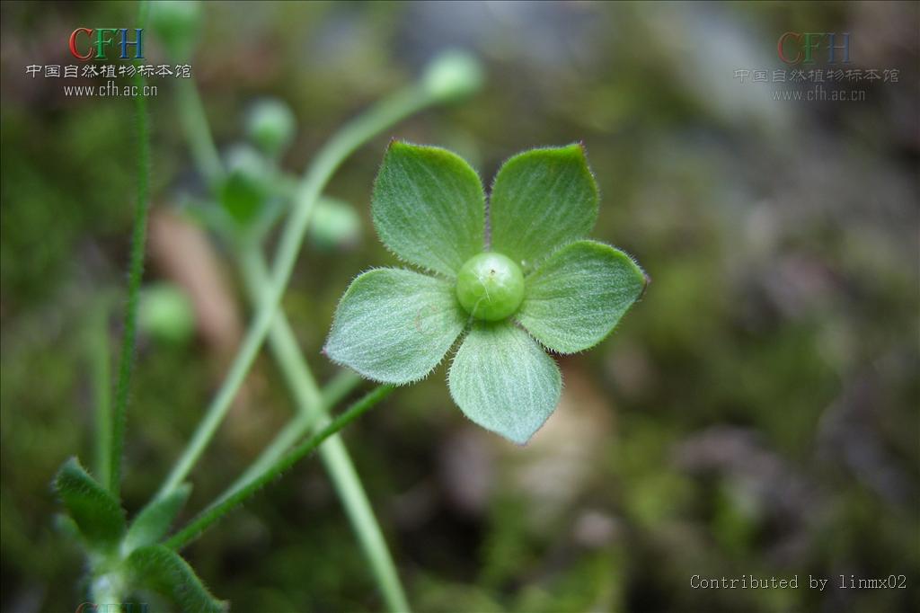 点地梅属,为 a target="_blank" href="/item/双子叶植物纲/229183"