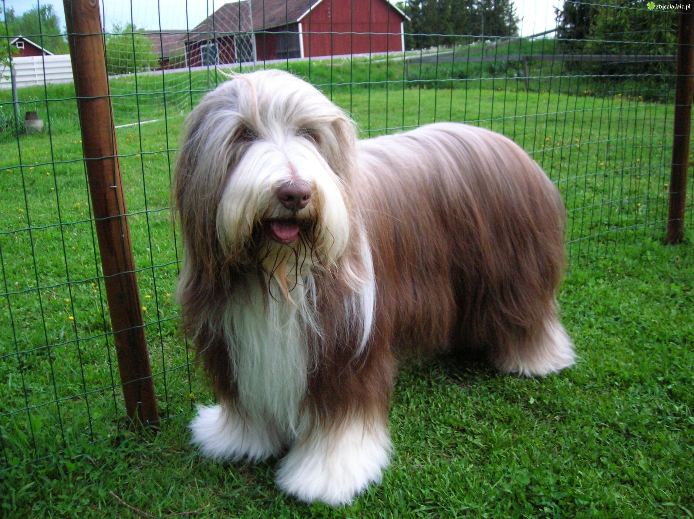 古代长须牧羊犬