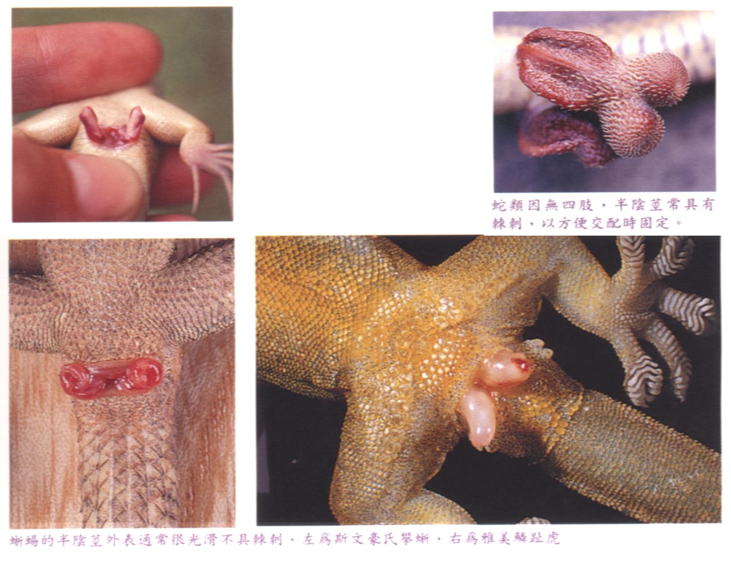 scincella  doriae