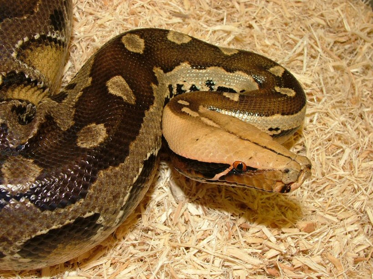  p>血蟒(学名:python curtus)是 a href="#">蛇亚目 /a> a href="#">