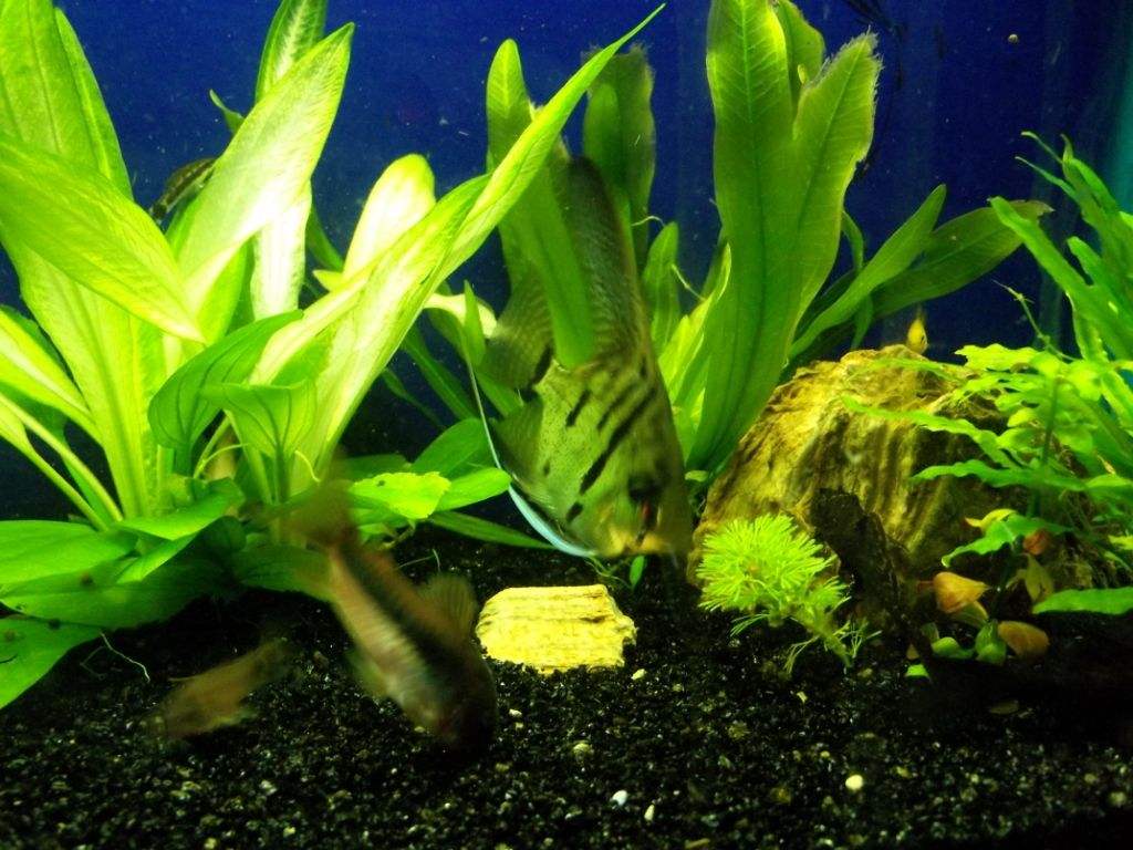  p>大叶水榕(学名: i>ficus glaberrima /i> bl. bijdr.