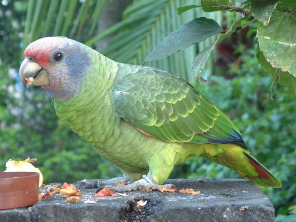 p>红尾亚马逊鹦鹉(学名:amazona brasiliensis)是典型的 a target="